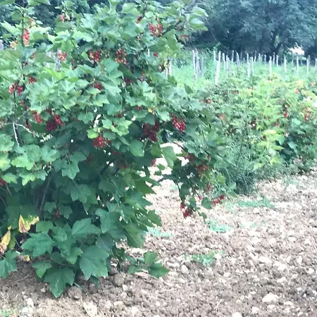 Fattoria Antica Forconia ファームステイ *