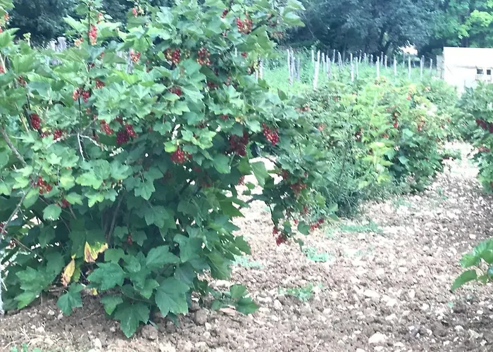 Fattoria Antica Forconia Bauernhof *